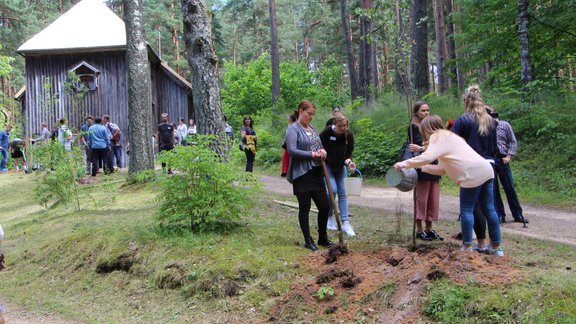 Amerikas latviešu jaunieši iestāda bērzu aleju Latvijas simtgadei - 10