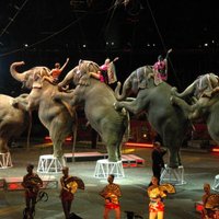 Правительство одобрило запрет использовать в цирке диких животных