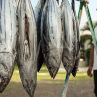 За девять месяцев вылов рыбы в Латвии вырос почти на 70%