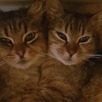 Divas kaķenītes 'māsiņas krāsiņas' meklē mājas