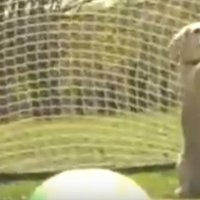 Video: bīgla kucīte labo sev piederošu Ginesa rekordu bumbiņas ķeršanā
