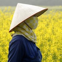 Год во Вьетнаме: ценные наблюдения за местной жизнью "изнутри"