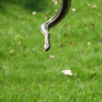 Полезные советы: как избавиться от змей на садовом участке