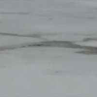 Video: Kundziņsalā glābj ledū ielūzušu makšķernieku