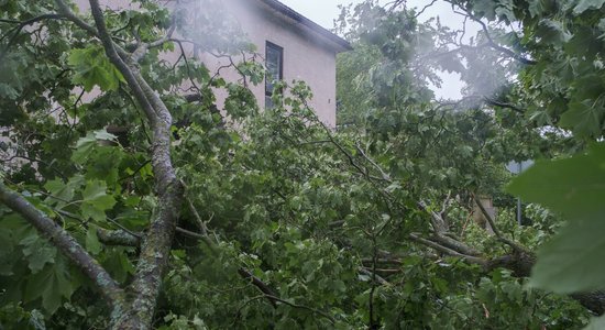 Koks iekrita pagalmā – kam tas jānovāc? Atbild Rīgas dome