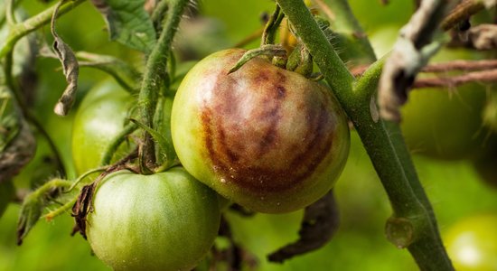 Вирус бурой морщинистости — опасное заболевание томатов и перцев. Опасен ли он для человека?