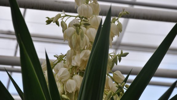 NBD zied  ziloņkājas juka (Yucca elephantipes), ziloņkājas juka, Yucca elephantipes