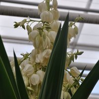 ФОТО. В Национальном ботаническом саду впервые в истории зацвела гигантская юкка