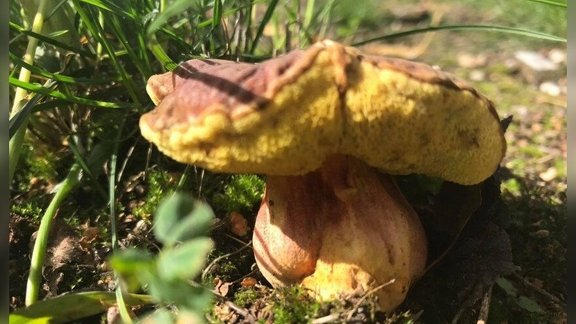 Sēnes, baravikas, baravikas Lietuvā Foto: Valstybinės saugomų teritorijų tarnybos/Delfi.lt