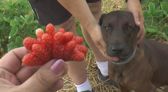 Noskaties! Zubini manto zemeņu lauku un turpina tradīcijas