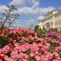 Krāšņi foto: Rundāles pils ieskauta iespaidīgās rožu kupenās