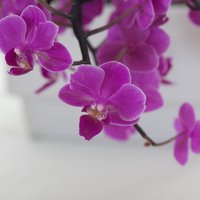 Mērcēt vai laistīt – orhideju lutināšana ar ūdeni