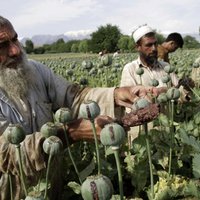 В Афганистане — скачок производства опиума, миру угрожает всплеск наркомании
