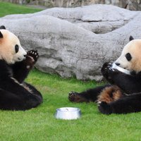 В Китае умерла самая старая панда на планете
