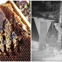 Головная боль пчеловодов: как латвийские медведи атакуют пасеки