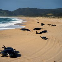 В Черном море массово гибнут дельфины