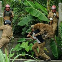 Fotogalerija: Leopards terorizē Indijas ciematu