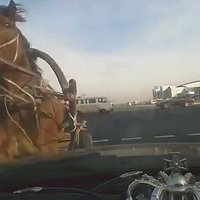 Video: Baltkrievijā zirga pajūgs 'neizņem līkumu' un taranē auto