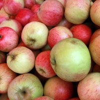 Латвийский сад: 13 самых популярных сортов яблок