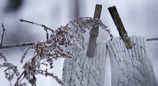 Apsniguši zari, kupenās pazuduši rudens ziedi un dzenis kokā – ziemīgas ainiņas Skrīveros