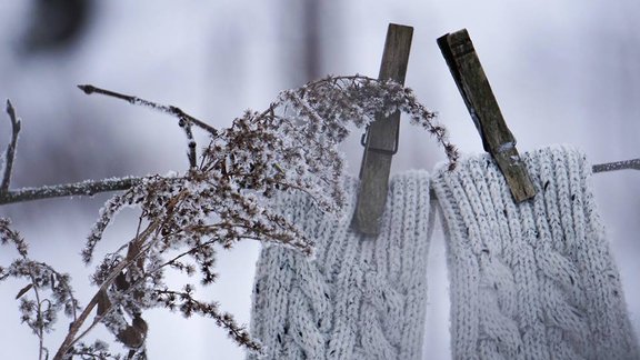 Apsniguši zari, kupenās pazuduši rudens ziedi un dzenis kokā – ziemīgas ainiņas Skrīveros - 13