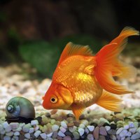 Septiņi fakti par zelta zivtiņām
