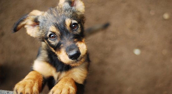 Парламент Южной Кореи принял закон о запрете на разведение и убой собак ради потребления их мяса в пищу
