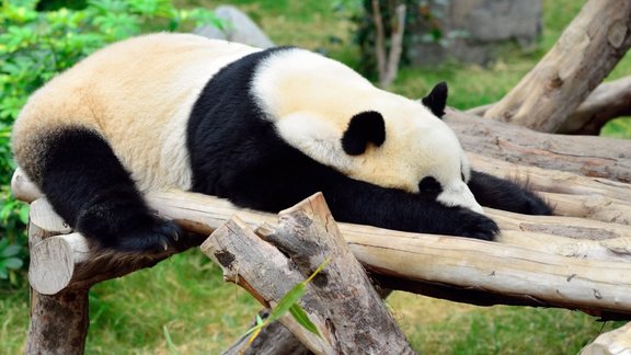 panda atpūta nogurums bezspēks