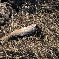 VVD īpašniekam liek savākt Kalnimantu dīķī nomirušās zivis