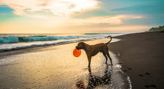 На пляжах Юрмалы хотят разрешить гулять с собаками 