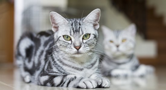 Astoņi gandrīz vienādi peļu junkuri, kurus atšķirs vien kaķu eksperts