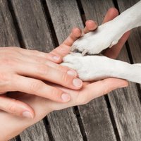 Katra saimnieka pienākums – spēkā stājas noteikumi par obligāto suņu čipēšanu