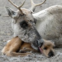 В Рижском зоопарке посетители до смерти закормили олененка: животное скончалось на операционном столе