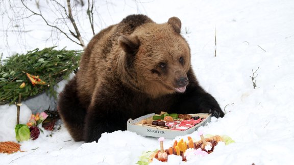 Līgatnē svin lācenes Ilzītes 10 gadu jubileju - 29