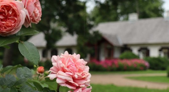 Raiņa muzejā 'Jasmuiža' notiks Rožu dārza svētki