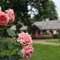 Raiņa muzejā 'Jasmuiža' notiks Rožu dārza svētki