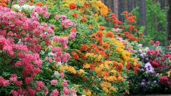 Babītes rododendri - 19