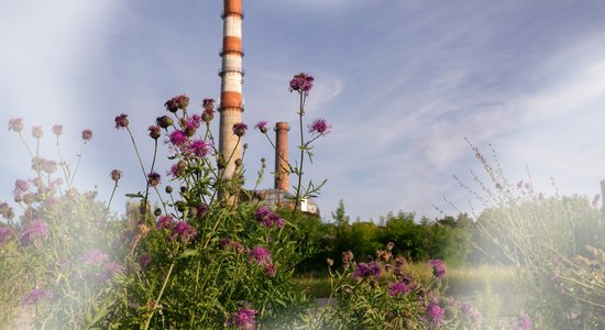 RIBOCA2 jaunas formas meklējumos – Andrejsalā atklās izstādi 'viss reizē zied'