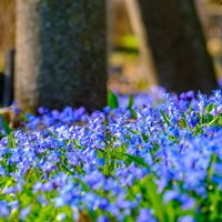 ФОТО. На Большом кладбище и в Торнякалнсе вовсю цветут синие пролески