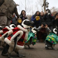Foto: Par Ziemassvētku vecīšiem pārģērbti pingvīni dodas parādē Dienvidkorejā