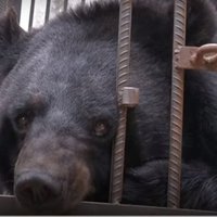 Ģimene Ķīnā divus gadus audzina suni, kas patiesībā izrādās melnais lācis