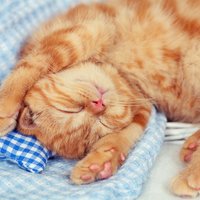 Британские ученые выявили 25 признаков страданий кошек