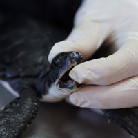 Apdraudētus bruņurupučus pēc darvas noplūdes glābj ar majonēzi