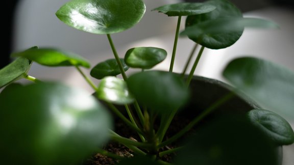 pīleja, pileja, peperomijas pileja, Pilea peperomioides