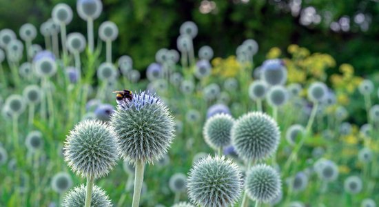 Klasiskas vērtības un neierasti akcenti – augi, kas piesaistīs tauriņus un bites
