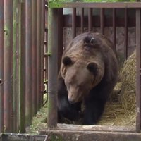 Kā pašlaik dzīvo Latvijā vienīgais privātais lācis, kuru atsavināja saimniekam