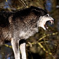 В этом году волки намного чаще стали нападать на скот: загрызли 135 овец и ранили 45