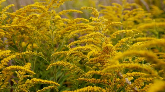 Kanādas zeltslotiņa, kanādas zeltgalvīte,  Solidago canadensis