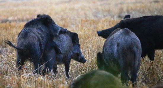 Apbrīnojamā Latvija: Dabas pētnieka Viļņa Skujas labākās fotogrāfijas