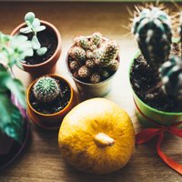 Adatainie skaistuļi kaktusi – padomu izlase augu kopšanai
